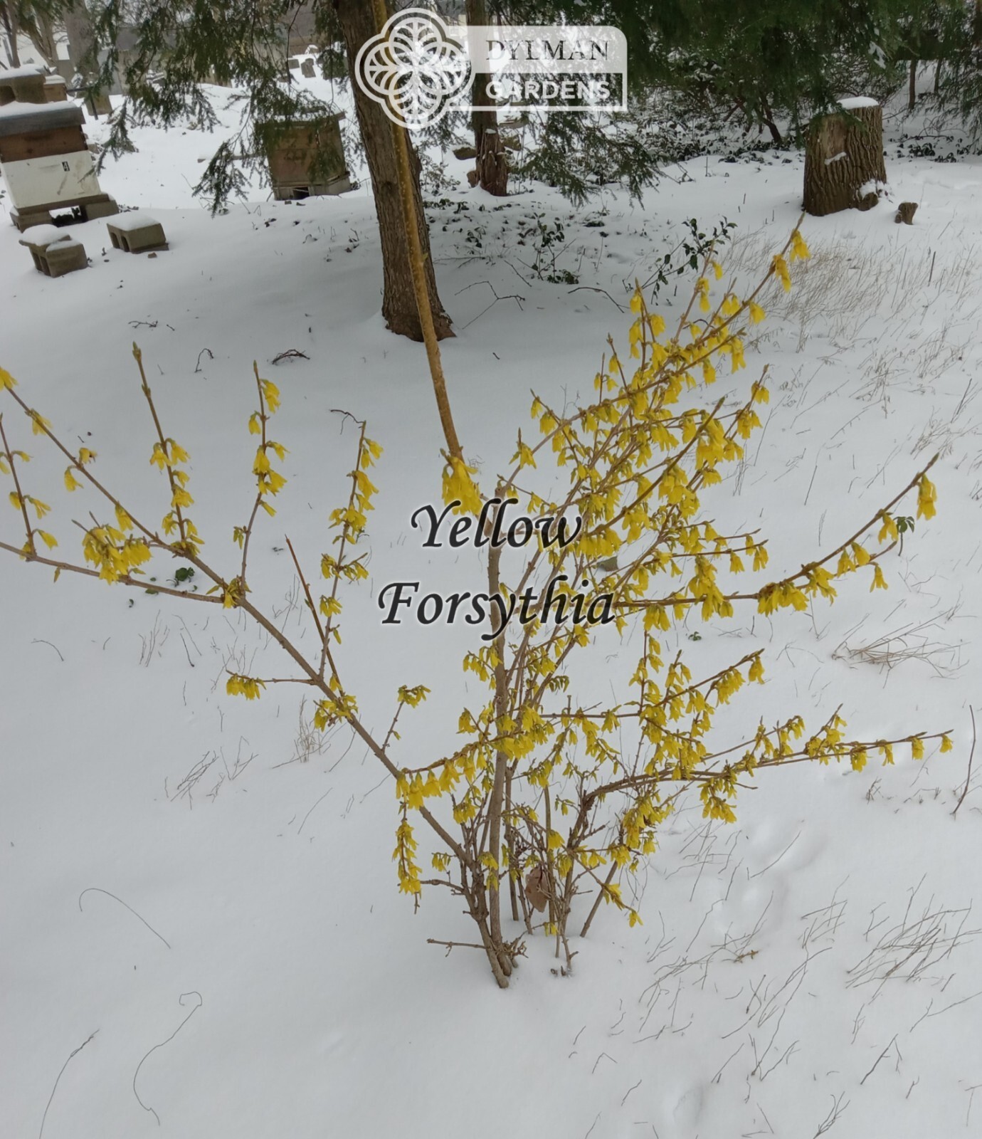Forsythia Plant (Forsythia x intermedia) – Yellow Spring Blooms – Multiple Sizes