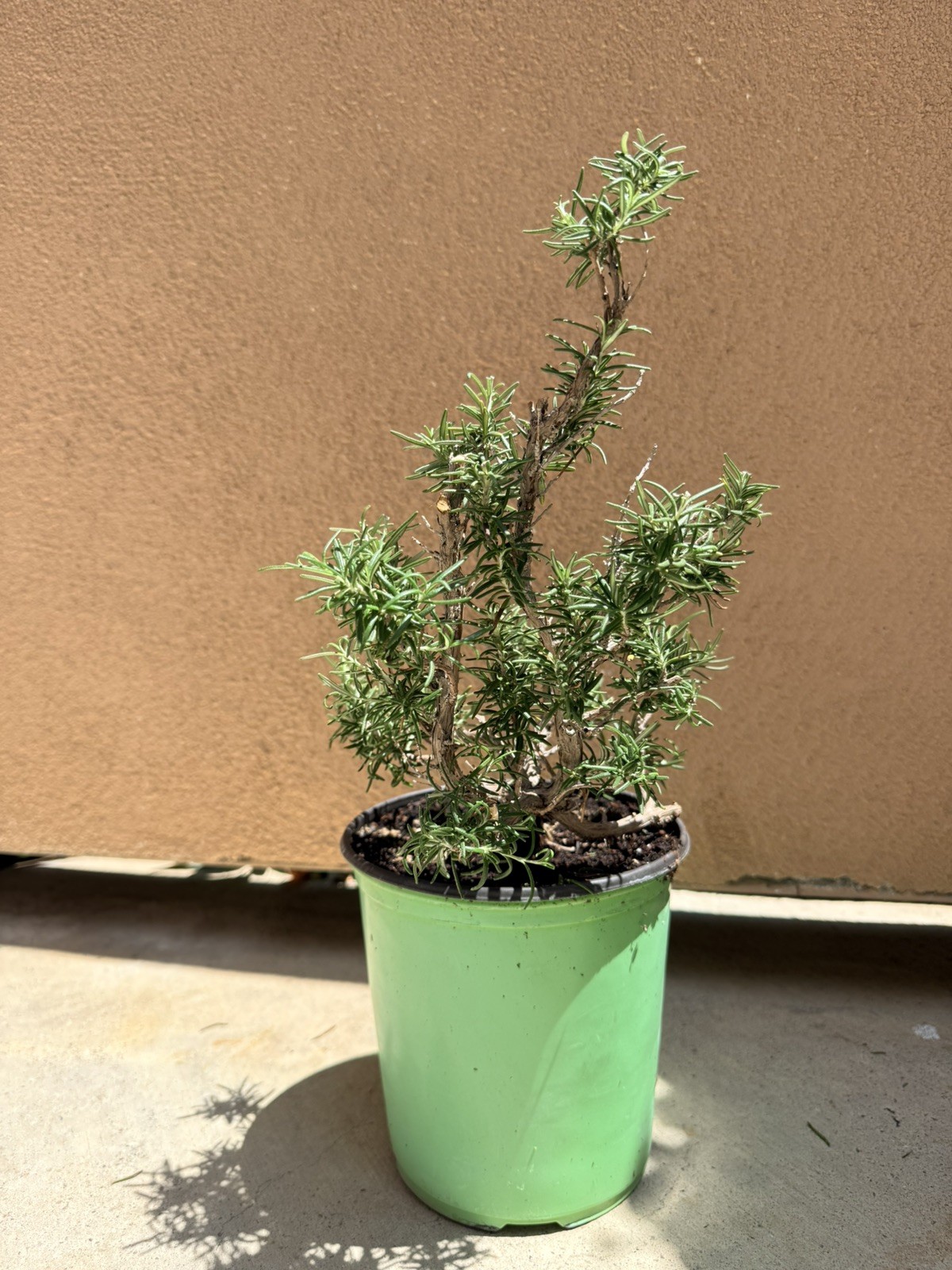 Rosemary Rosmarinus Pre Bonsai Dwarf Shohin Nice Movement Trunk Flowers Fragrant