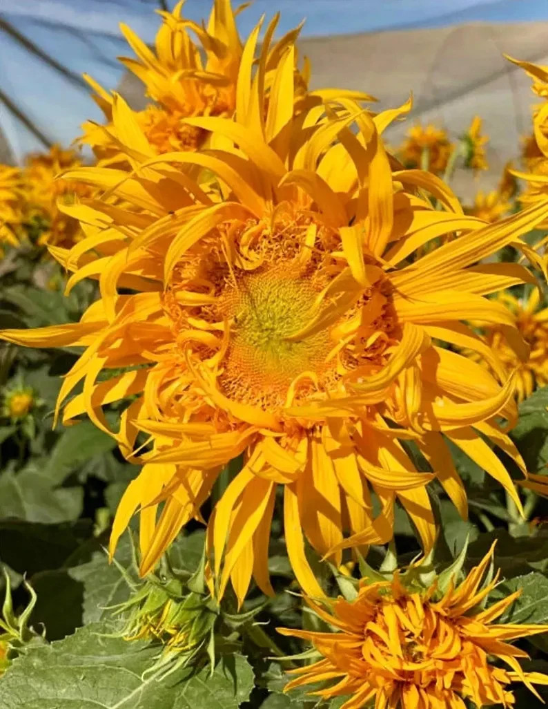 JUST CRAZY Sunflower Seeds, A real attention getter with twist and turn petals.