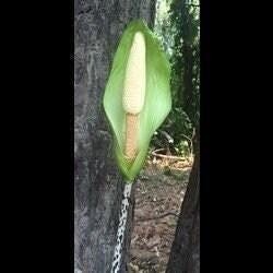 1 “Napalanse” Amorphophallus / Voodoo Lily Bulb 16+ centimeters – US Seller