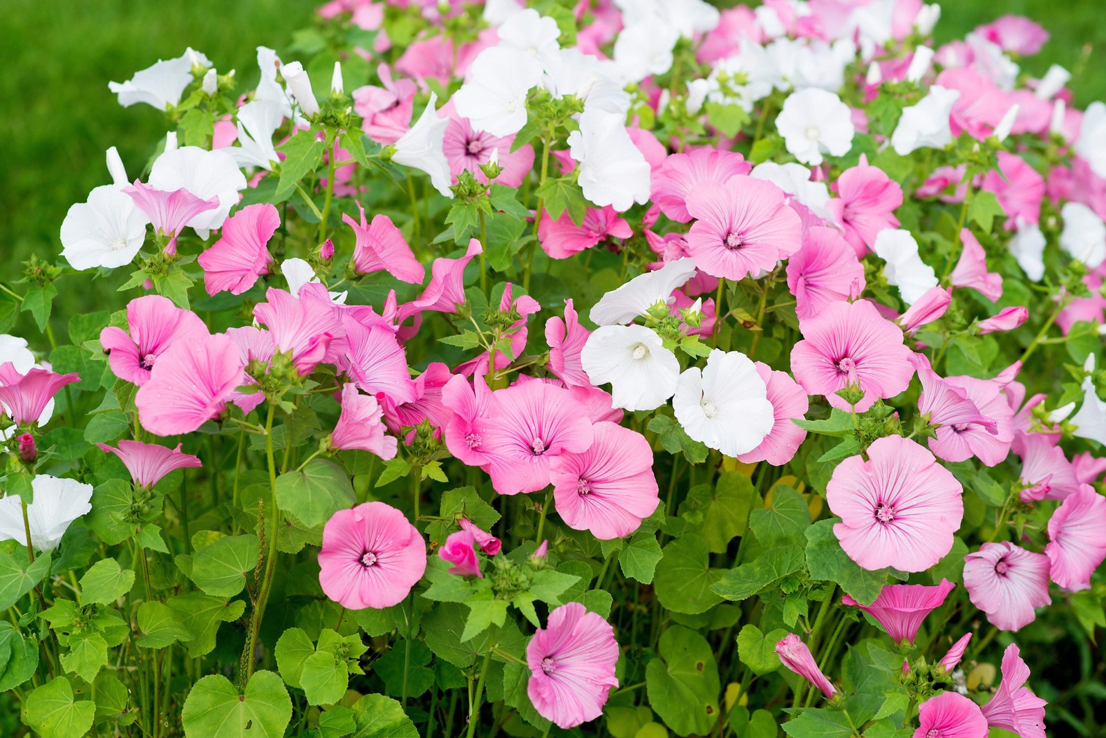 200 ROSE MALLOW (Bush Mallow) Hibiscus Lavatera Trimestris Flower Seeds