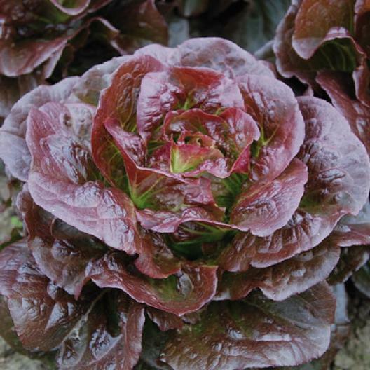 1000 CIMMARON LETTUCE SEEDS ~ heirloomseedguy ~ 2026 ~ NON-GMO