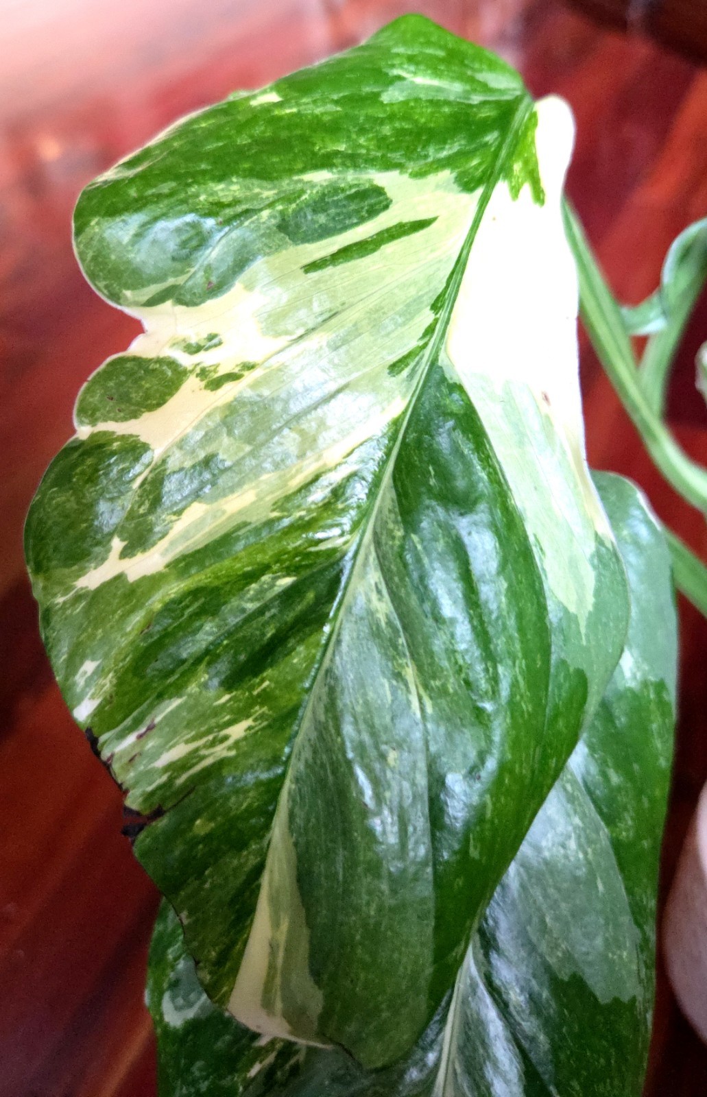 Rare Monstera Lechleriana Albo variegated 17″Tall Not Philodendron Anthurium