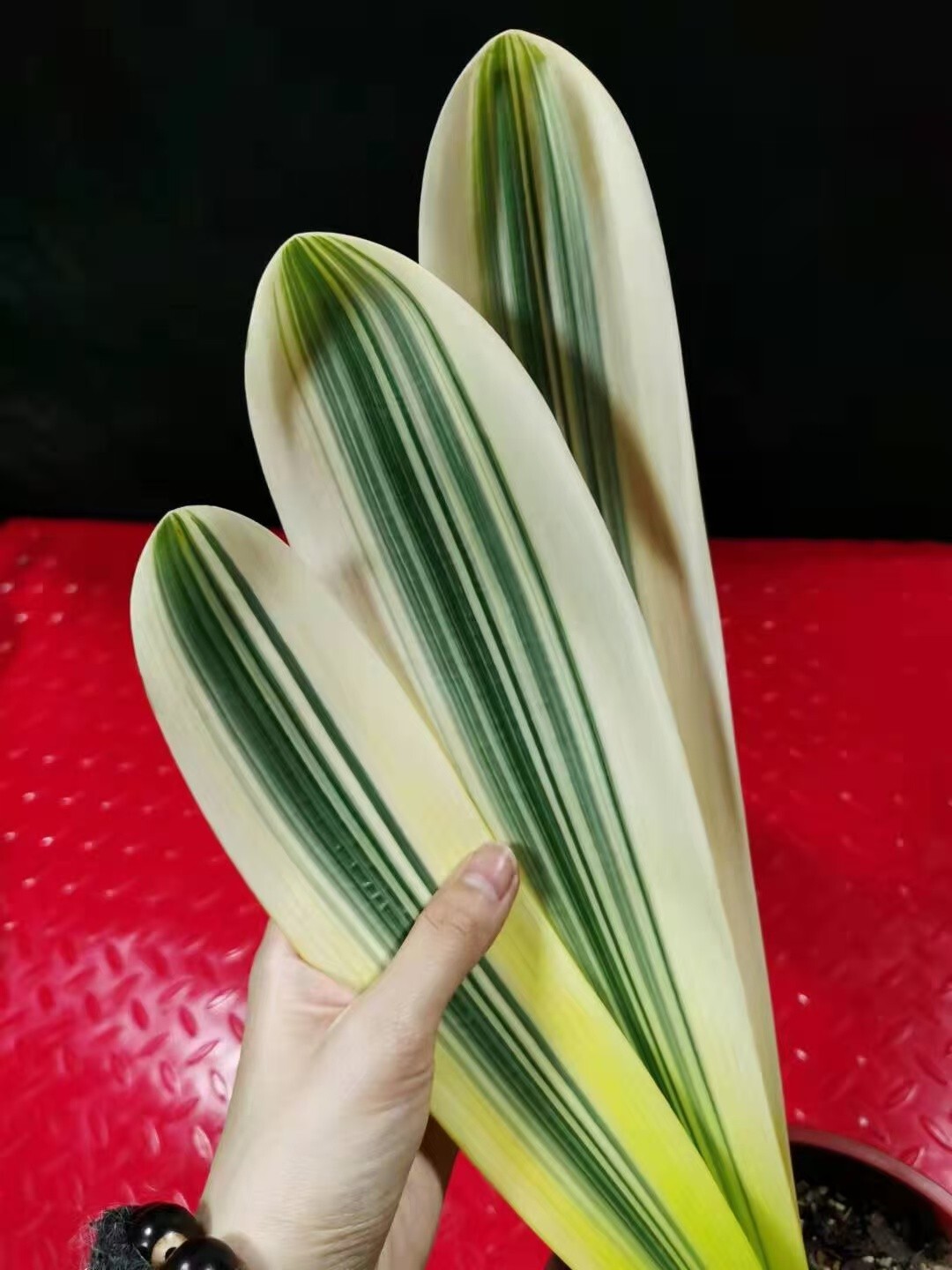 Top Variegated Clivia 鸳鸯 Mandarin ducks & FuLun福伦 High end varieties with pot