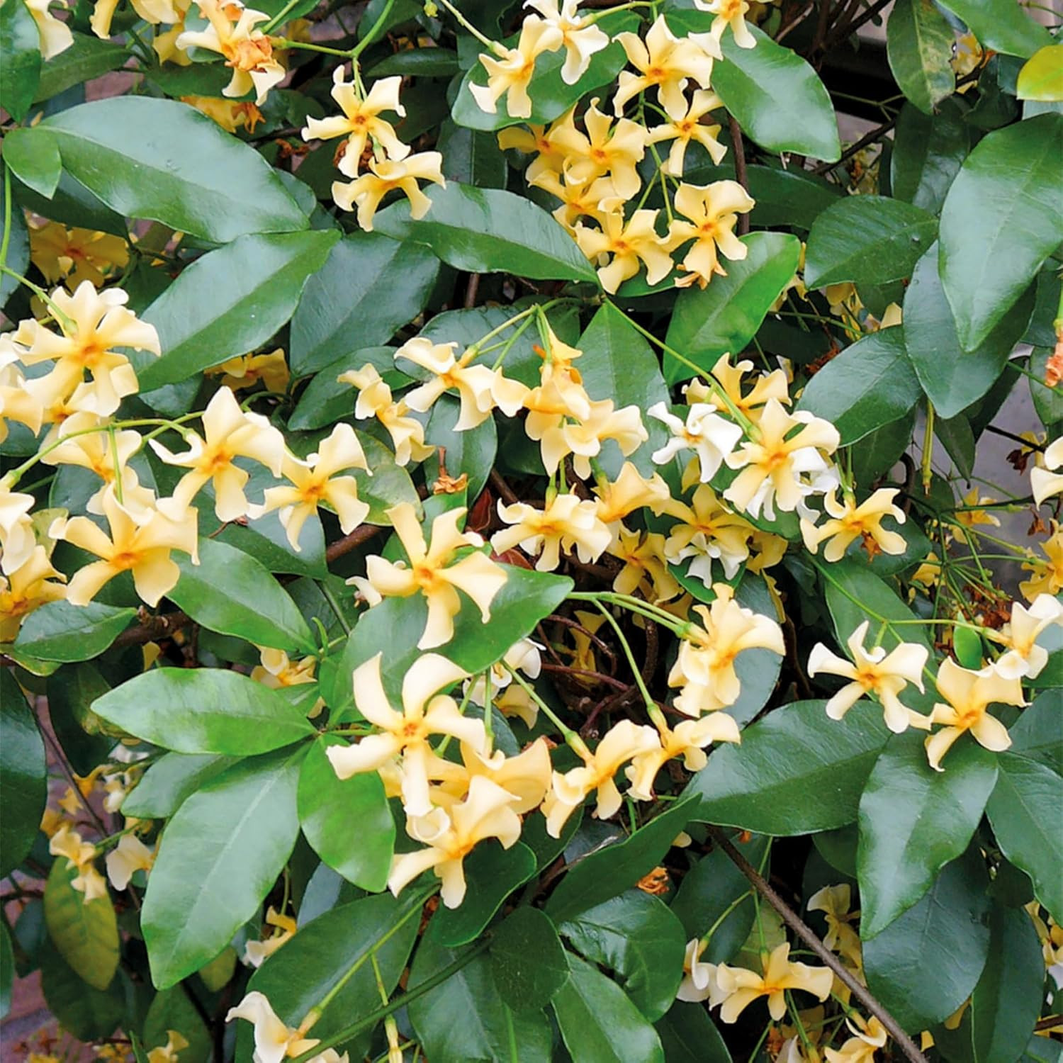 200+ Mixed Star Jasmine Seeds for Planting Fragrant Climbing Vine Non-GMO Garden