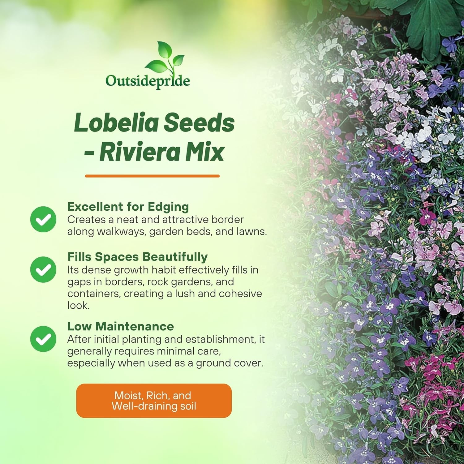 10000 Seeds Lobelia Seed – Lobelia Erinus Riviera Ground Cover Seeds