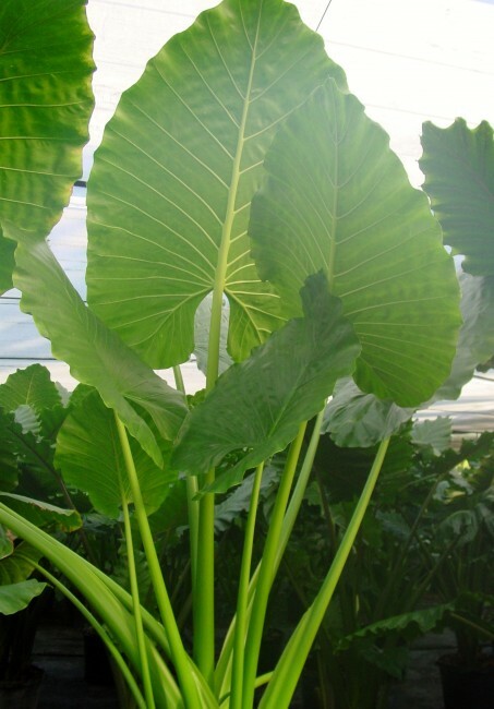 *BORNEO GIANT* Huge ELEPHANT EAR Taro Alocasia Macrorrhiza Rooted Starter Plants