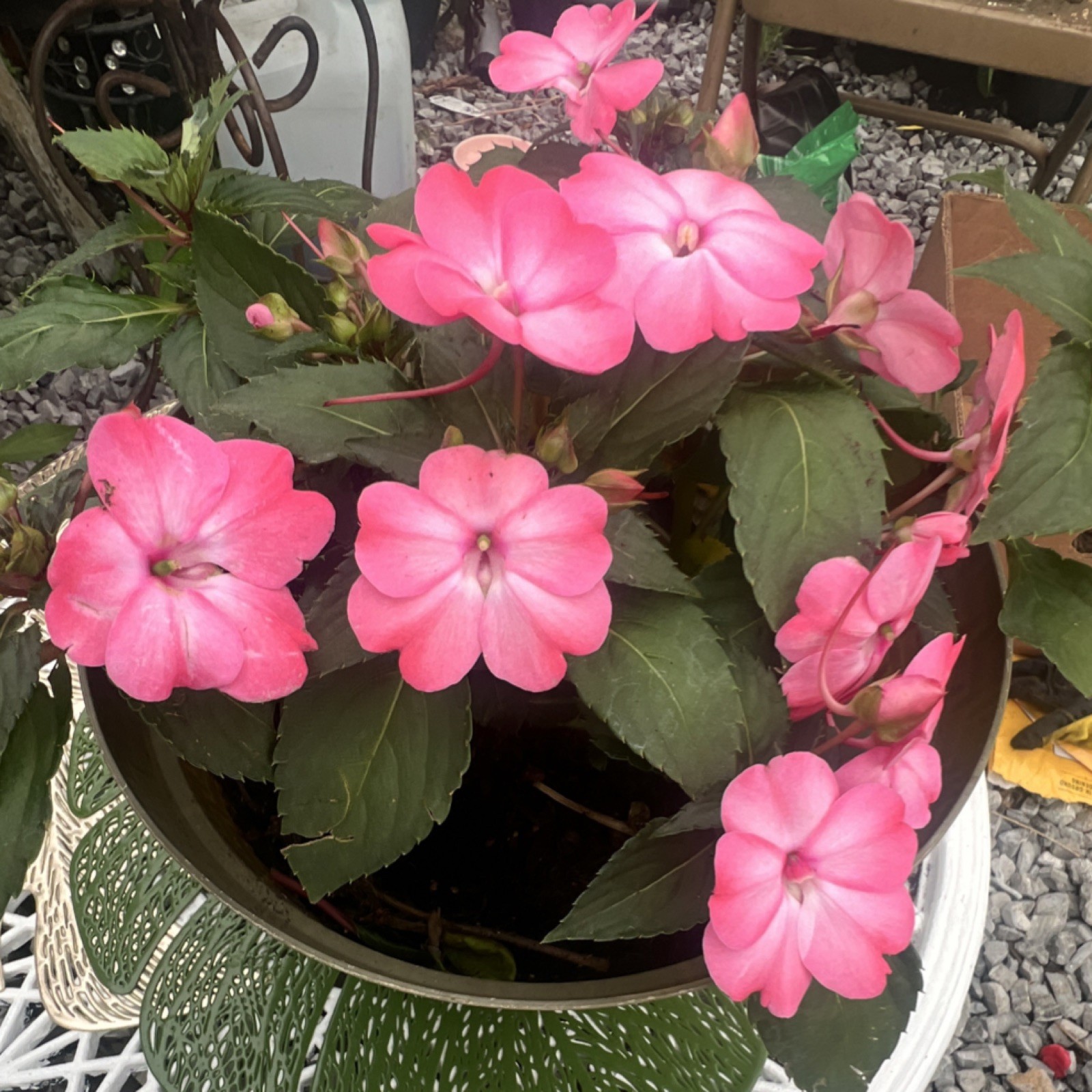 Impatiens Flowering Potted Houseplant Pink Green Broadleaf Spring Summer Indoor…