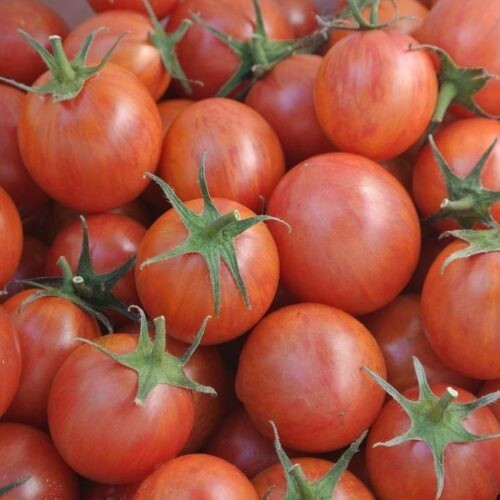 Moneymaker Tomato Seeds 100 Ct Vegetable Garden HEIRLOOM NON-GMO USA FREE S&H
