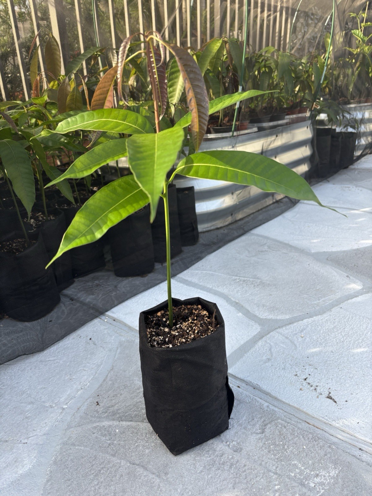 SUGARLOAF “PINEAPPLE” MANGO TREE CLONE Polyembryonic 4 Seeds