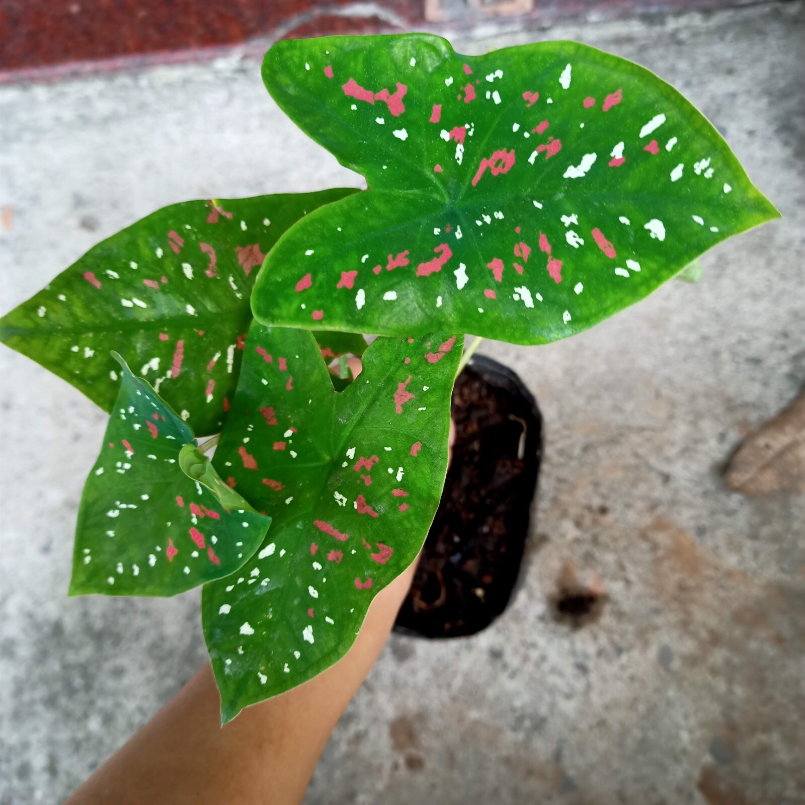 Caladium ‘Florida Clown’ Bulbs – Size #2 (4 Bulbs, 1″–1.5″) – New Crop 2025