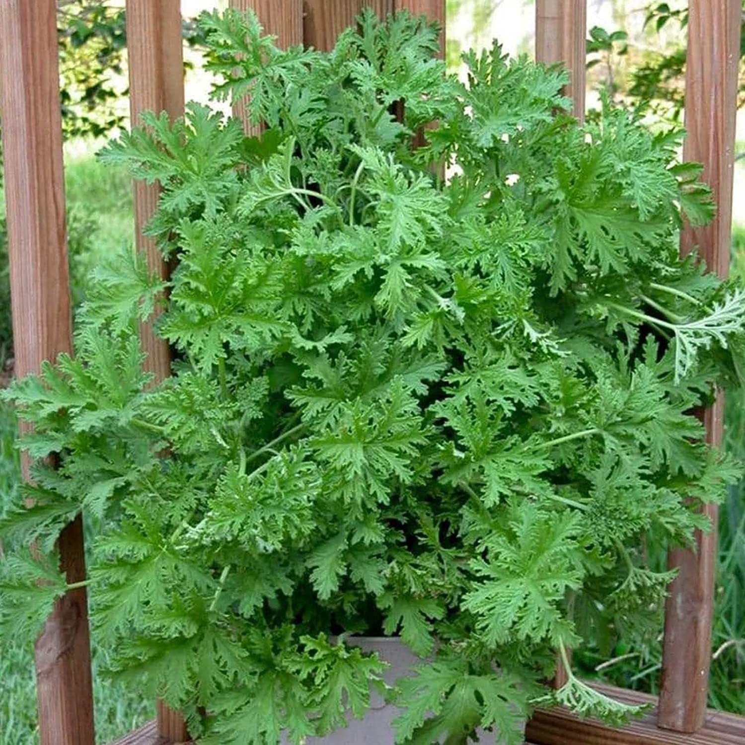 1500 Citronella Plant Seeds Home Heirloom Garden Green