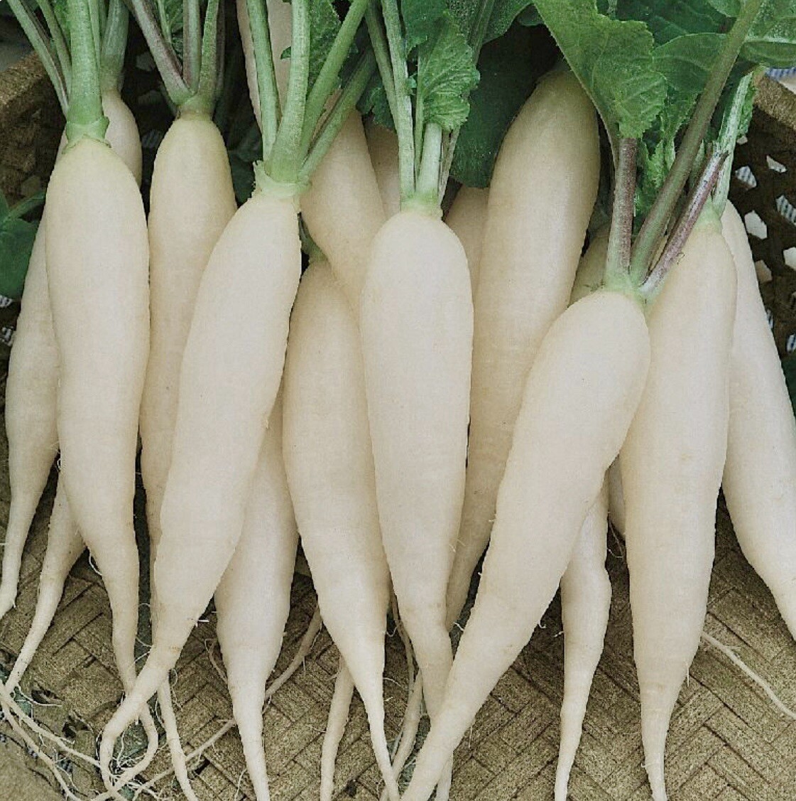 White Icicle Radish Seeds