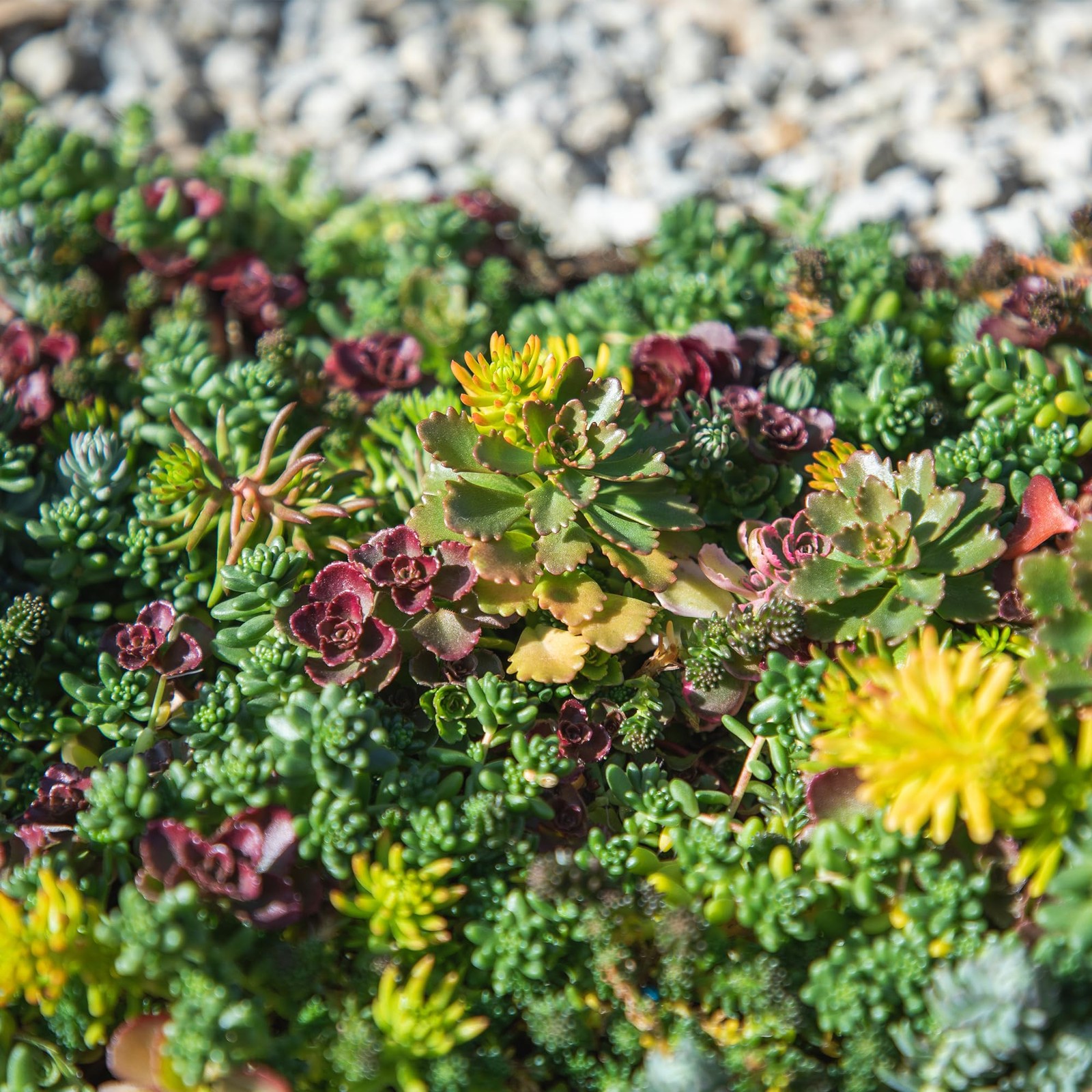 Live Sedum Succulent Mat 10 In. By 20 In. Plant Tray For Landscaping Stonecrop