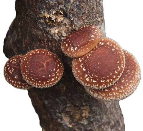 Shiitake (Lentinula edodes) Liquid Culture