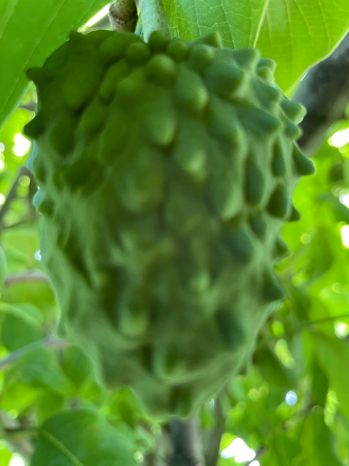 1 Rare Grafted Pineapple Annona Cherimola X A Squannosa Atemoya, Annona Squnnosa