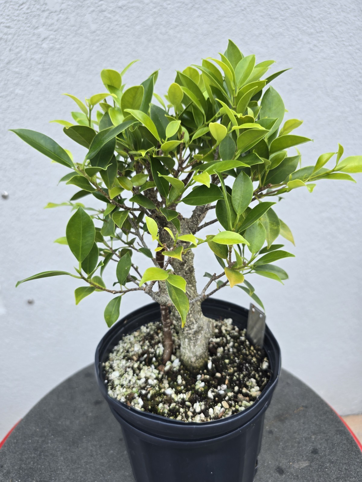Tiger bark ficus pre bonsai medium broom