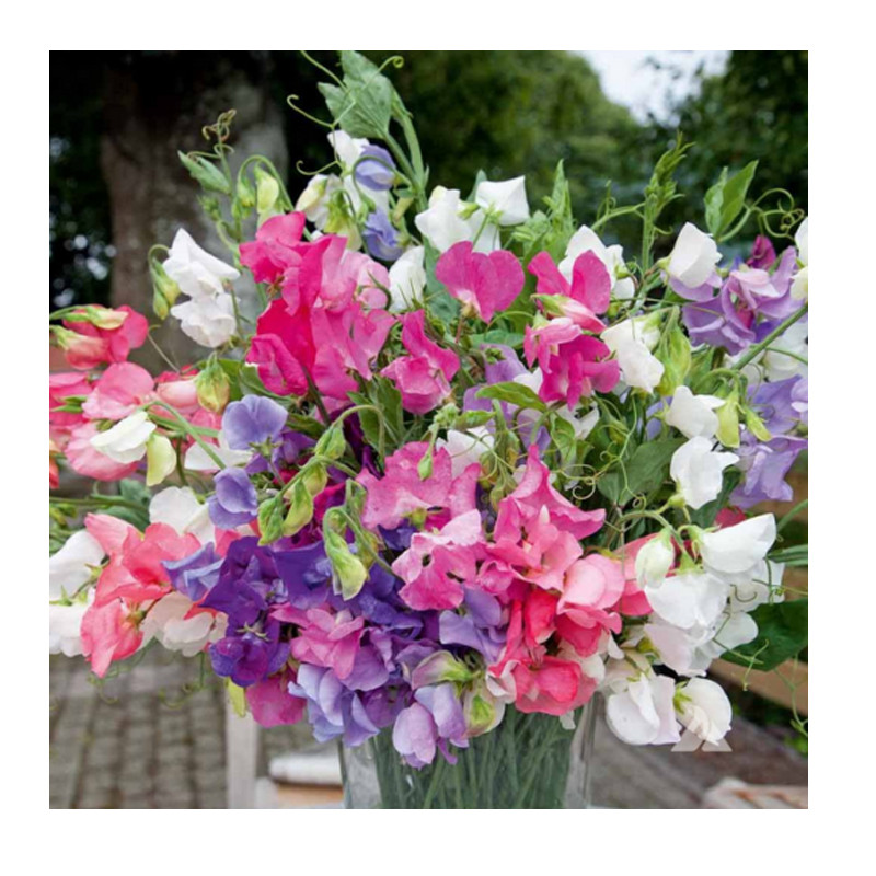 Dwarf Sweet Pea Bijou Mix Seeds | Non-GMO Annual Flower Seeds in BULK