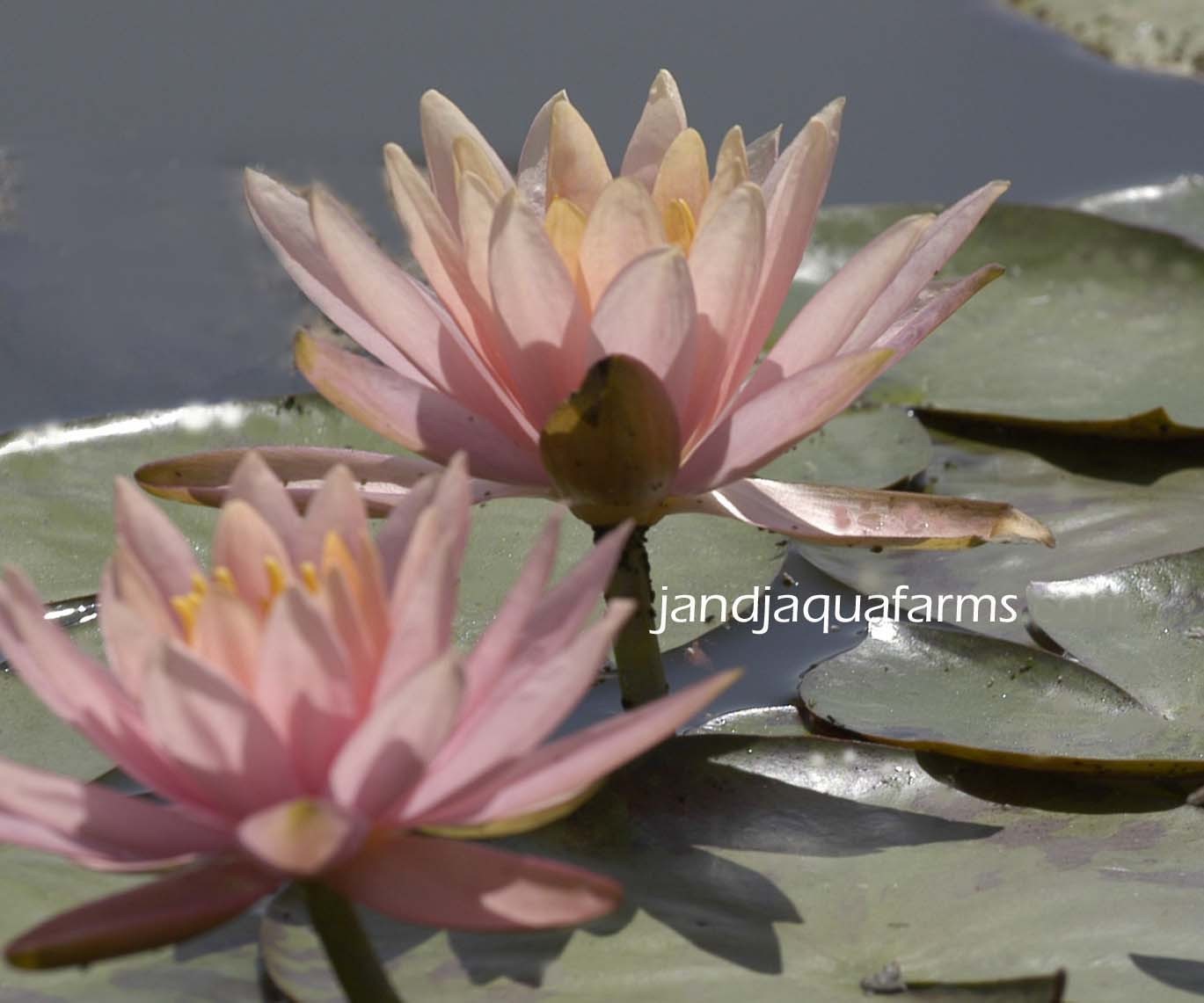 Colorado Peach water lily natura filter stop algae koi pond garden J&J Aquafarms
