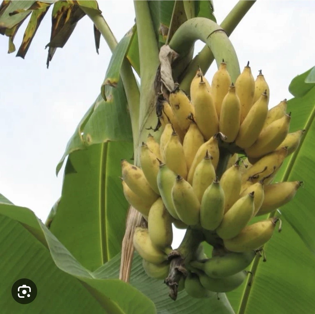 Dwarf Nam Wah Musa Banana Plant–SMALL ROOTED STARTER PLANT