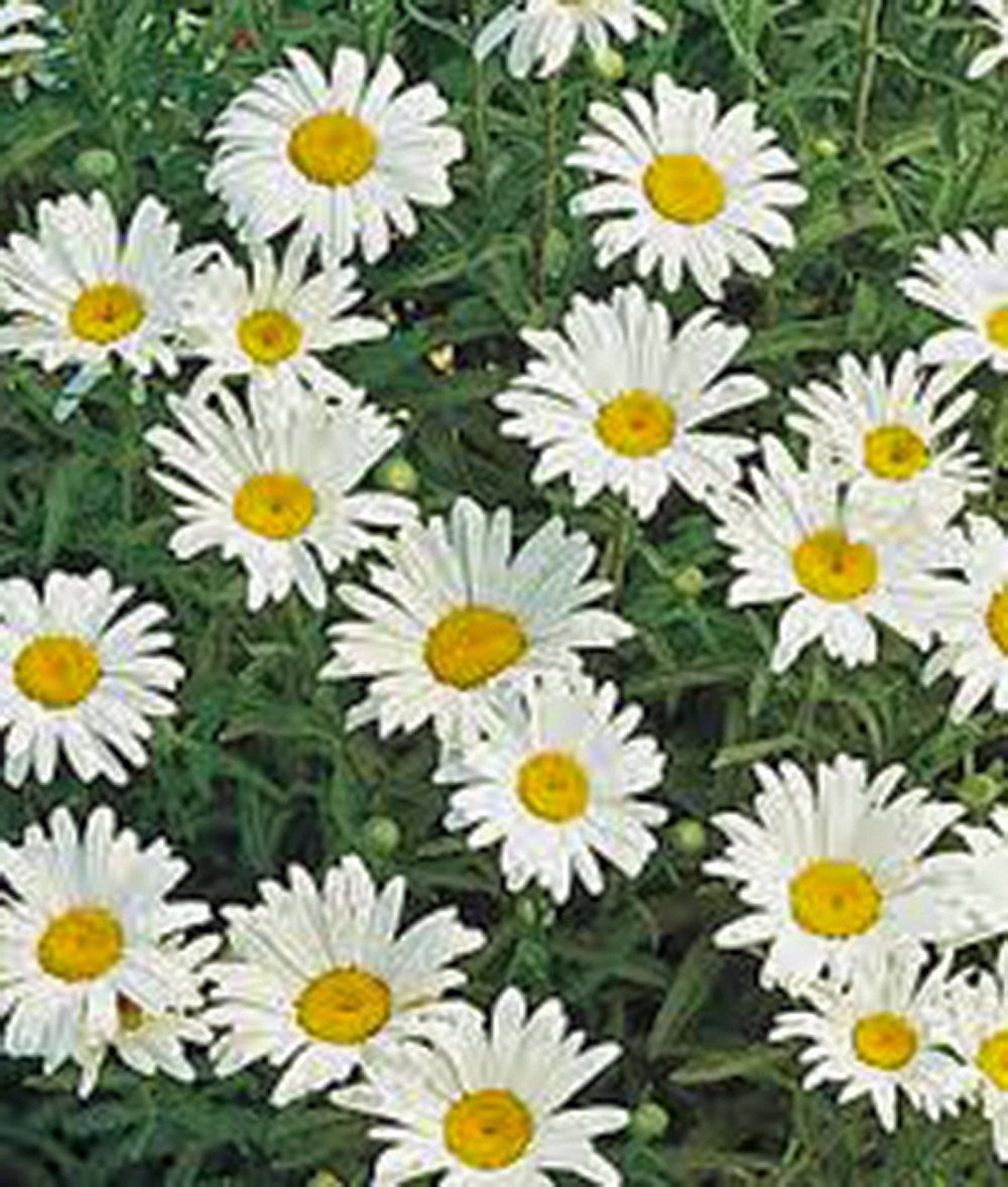 Shasta Daisy 100+ Seeds Beautiful Bright White/Yellow Flower