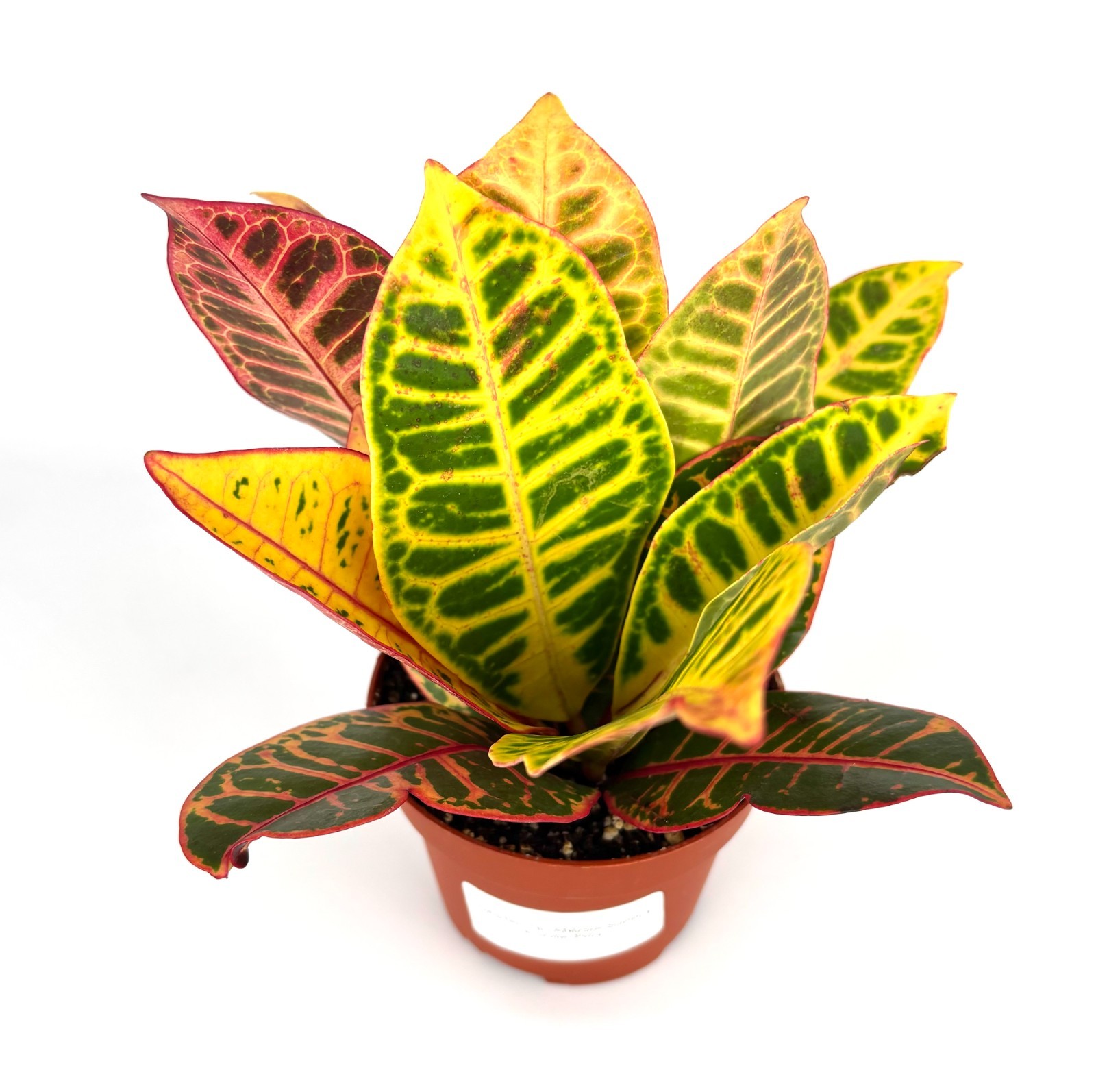 Croton Petra Air Purifying Houseplant, 4” Pot