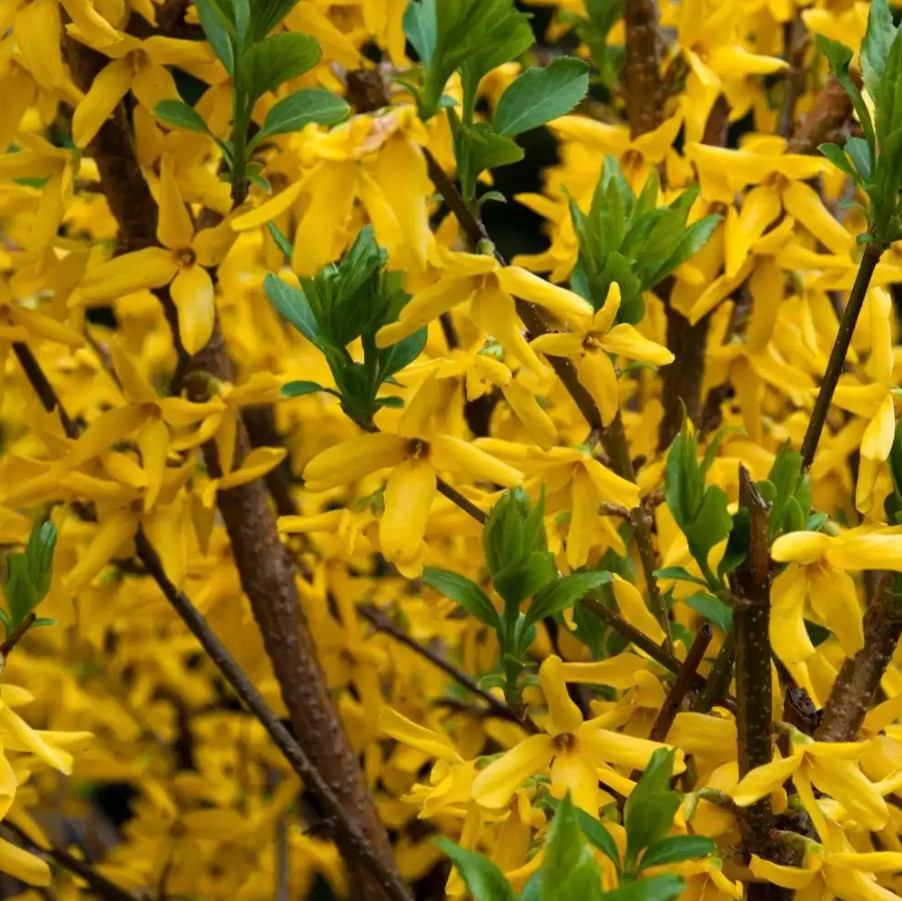 Lynwood Gold Forsythia Plant – 4″ Pot – AK: Bareroot Oct–May – No Ship PR, HI