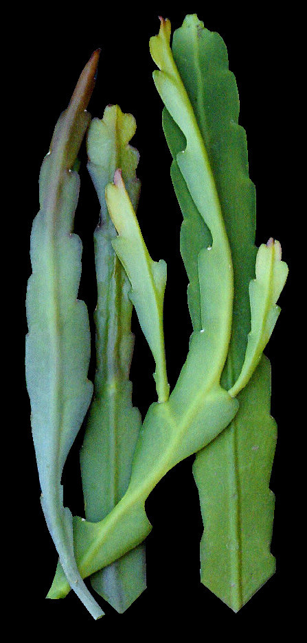 1 Gypsy Belle Epiphyllum Orchid Cactus Cutting 8-10 inches long