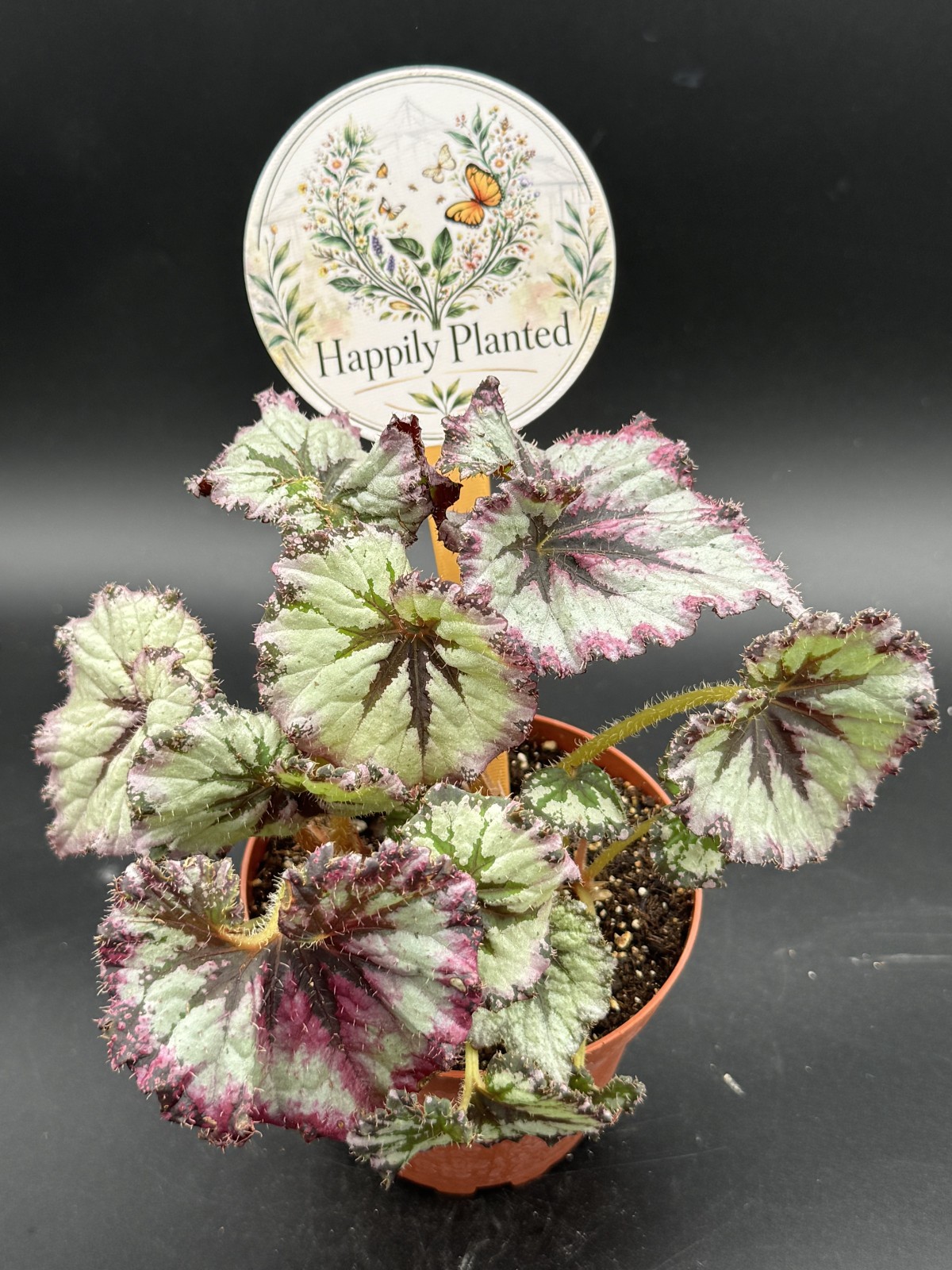Begonia Strawberry Shortcake – 4″ Pot Live Plant – Free Shipping