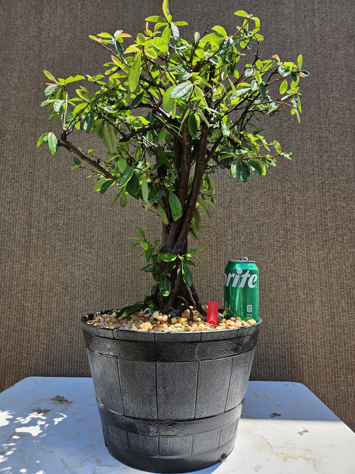 Old Japanese Flowering Quince ( Toyo- Nishiki -Quince ) Bonsai Tree,,, SALE