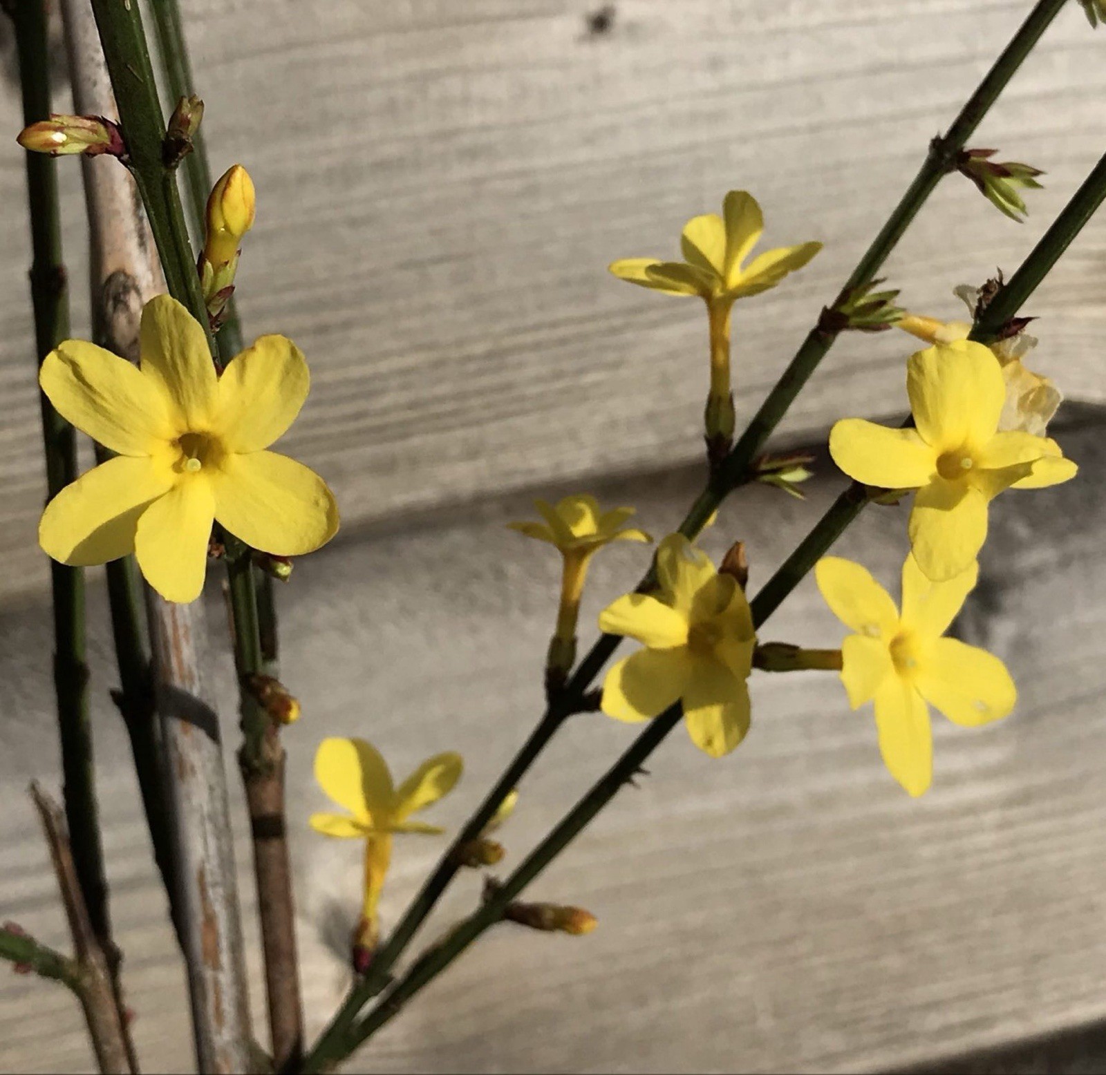 Winter Jasmine/Jasminum Nudiflorum (Qty: 2) Live Rooted Bareroot 6-8” Plants