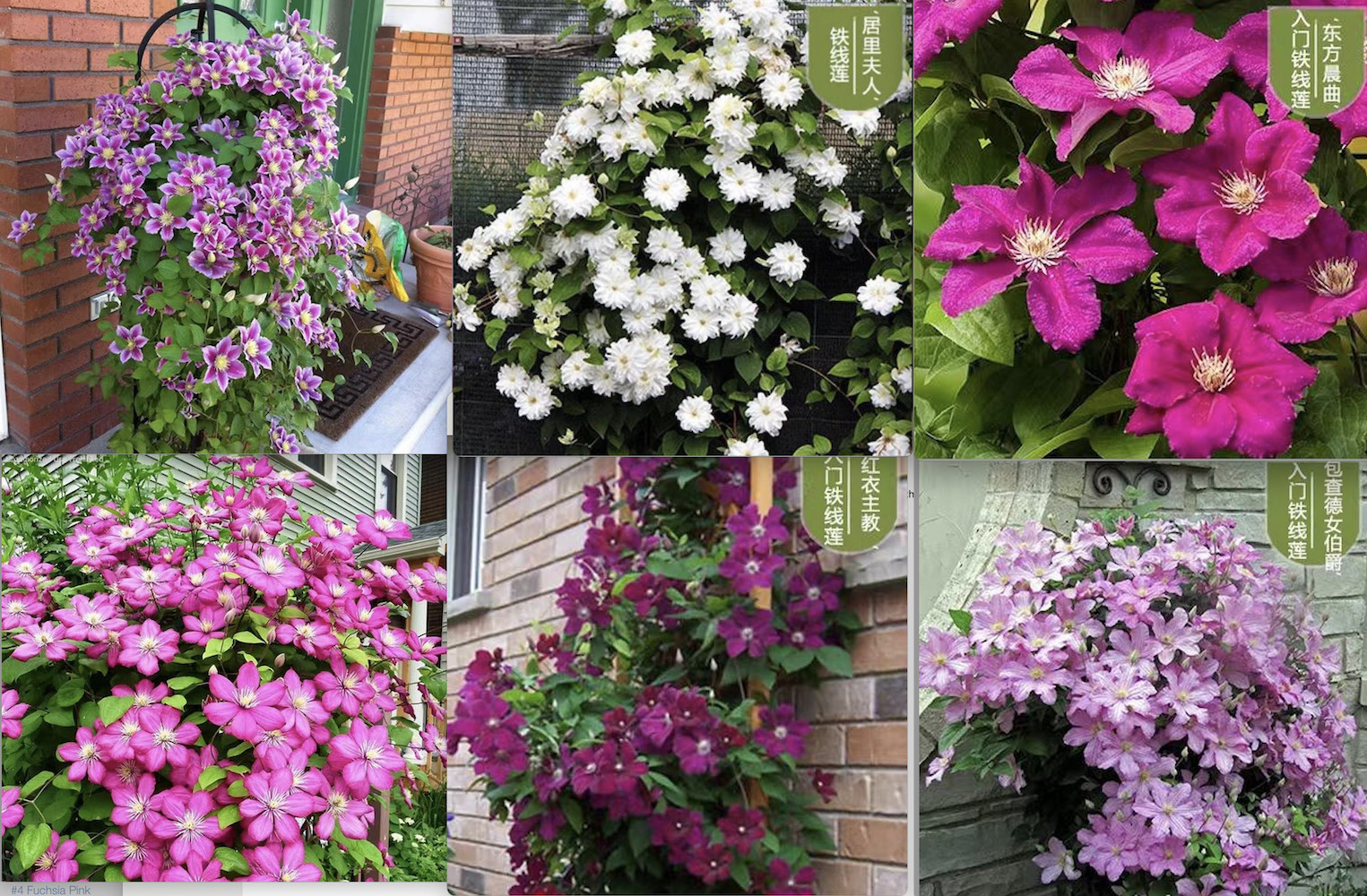 20 EXOTIC RARE CLEMATIS SEEDS garden flower plant vine climber USA SELLER USPS