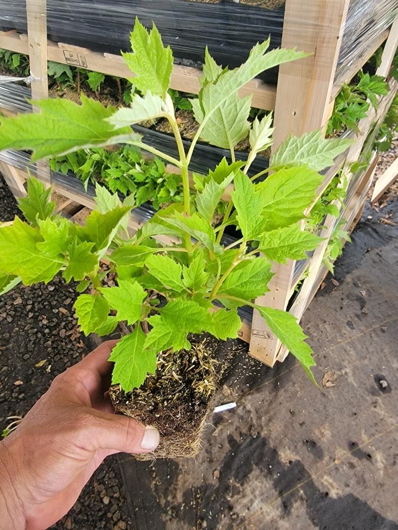Pee Wee Dwarf Oakleaf Hydrangea – Live Plant – ( 1 PT )