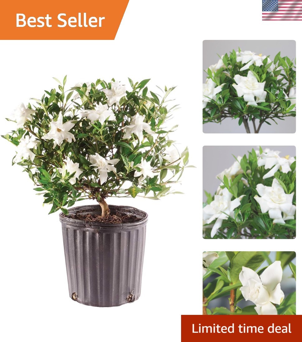 Elegant Live Gardenia Bonsai Tree – 4 Old, 6-8 Inches Tall in Grower Pot