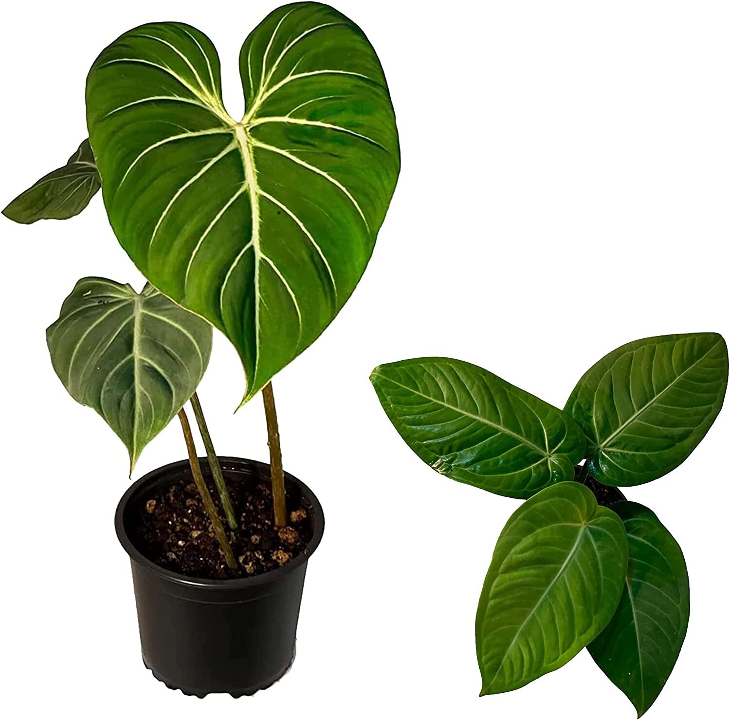 Anthurium Villenaorum & Philodendron Gloriosum Zebra, Exotic Houseplant