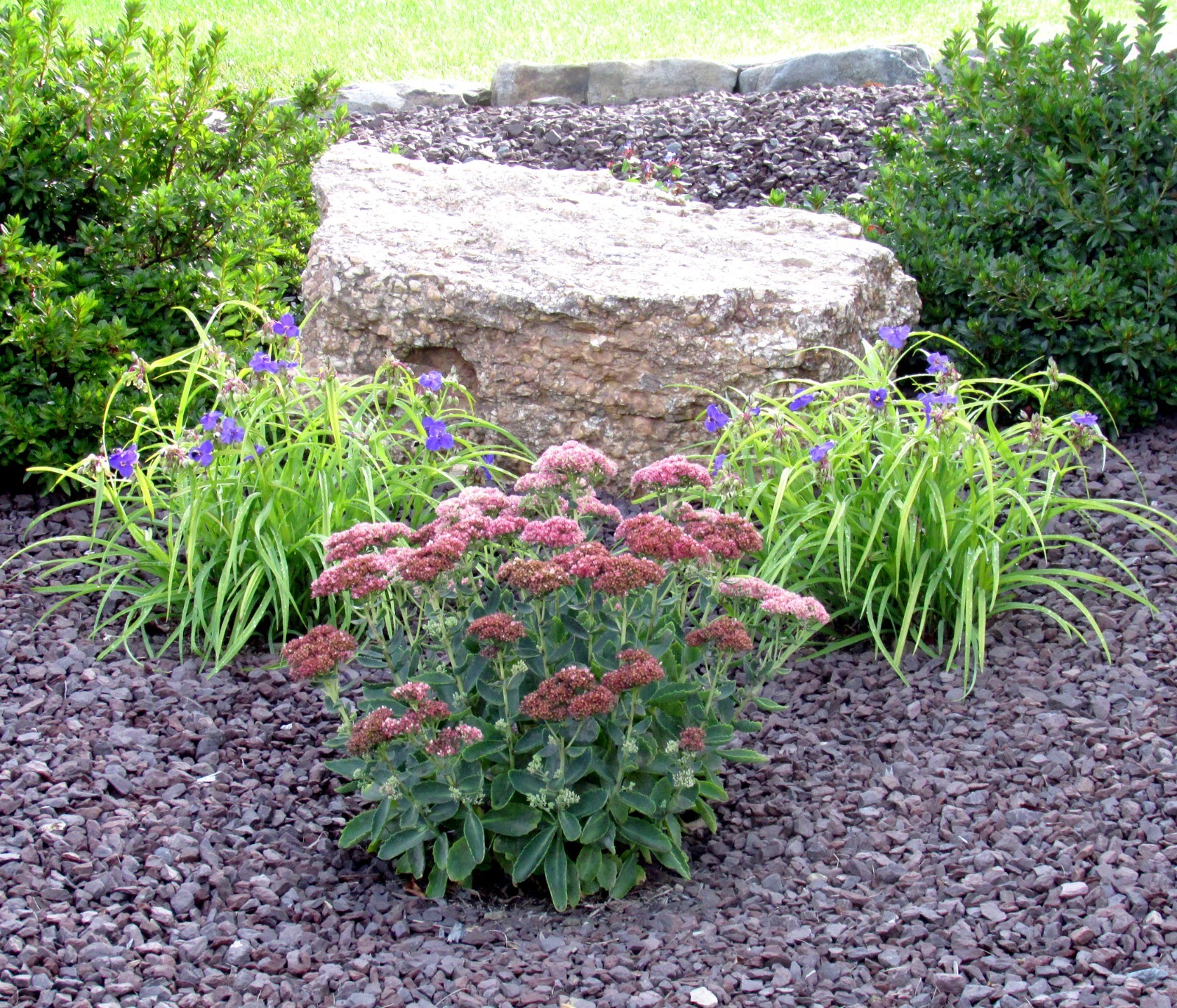 Sedum Autumn Joy Stonecrop – LOT of 8 Single Stem Perennial Starter Plants