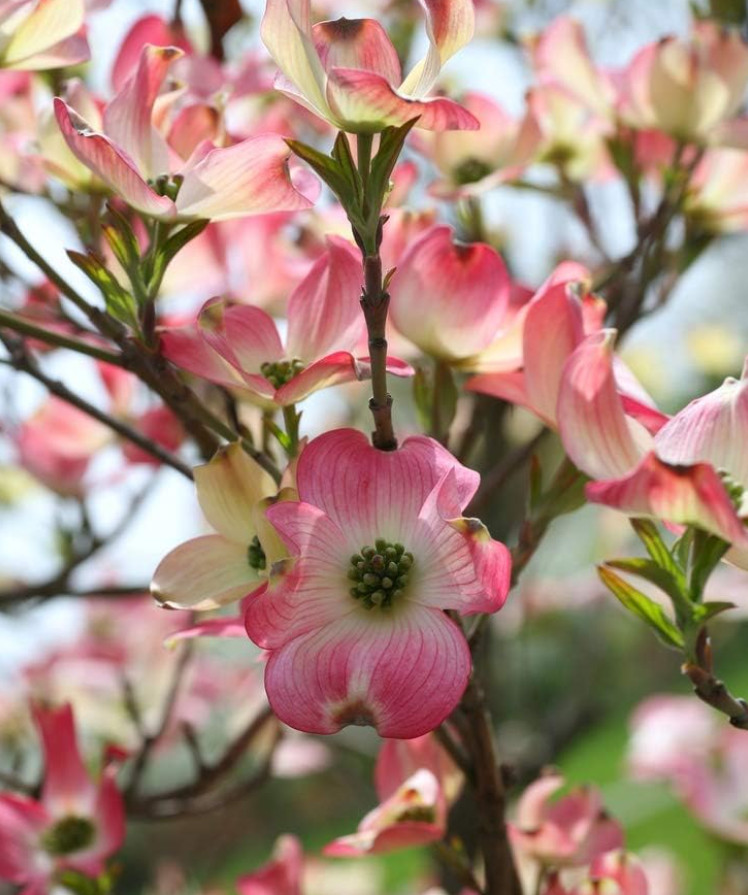 Pink Dogwood – Live Tree in Quart Pot (10–18″ Tall)