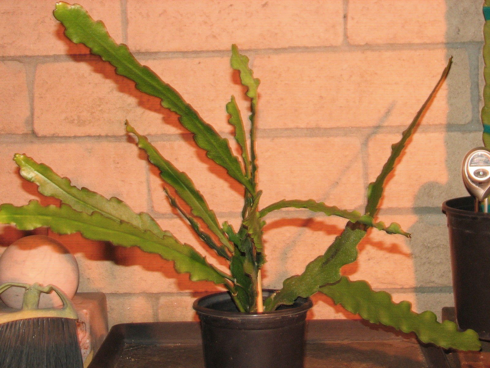 Large 22 in. Epiphyllum Red/Purple “MASADA” cactus plant 10+ stems