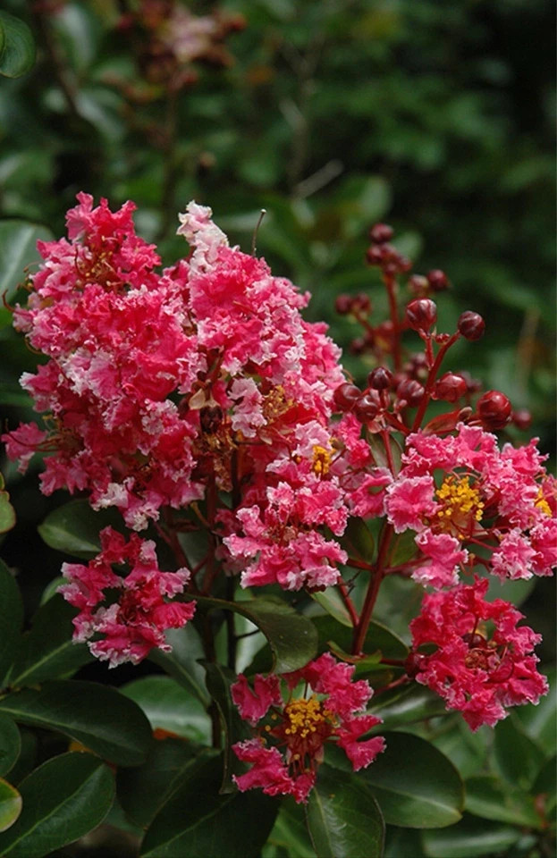 Raspberry Sunday Crape Crepe Myrtle Starter Lagerstroemia Small STARTER Plant