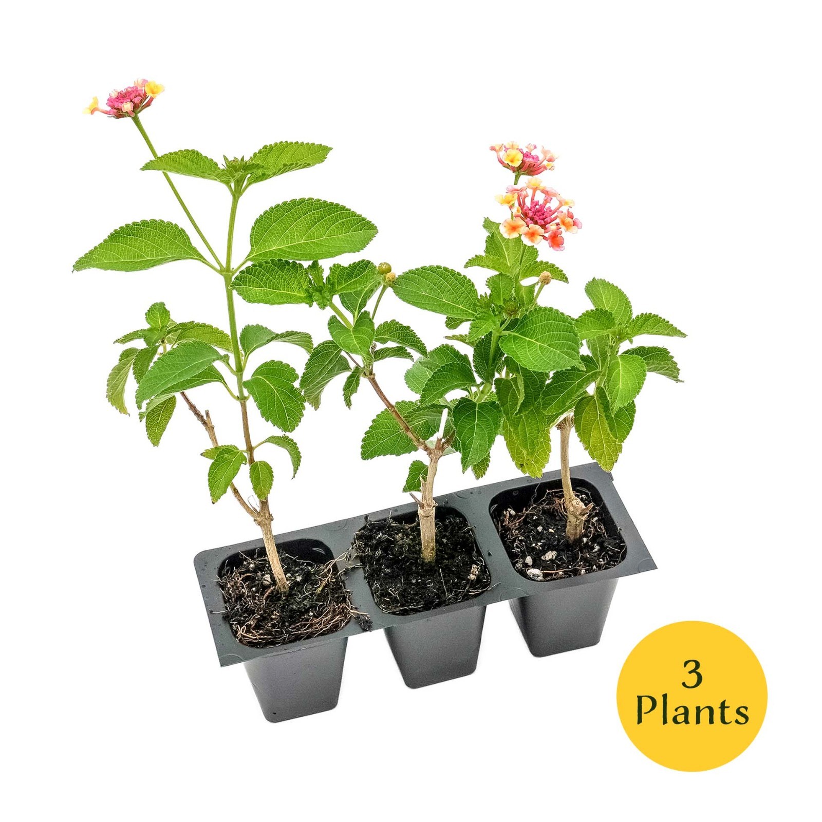 Confetti Lantana in 2.5” Nursery Cubes (Lantana camara ‘Confetti’) | Live Plants