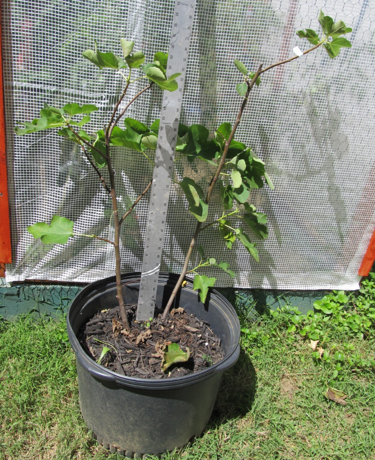 Genovese Nero fig tree 30″ tall, super rooted & ready to pot or put in ground #6
