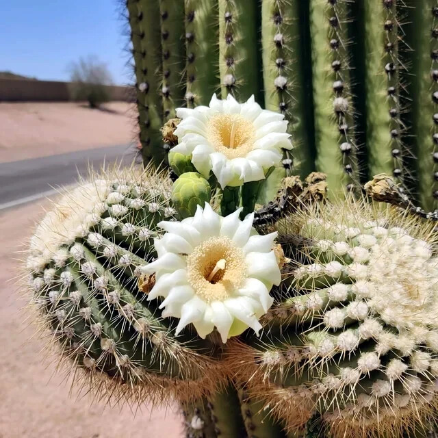 10 SAGUARO GIANT CACTUS SEEDS (Carnegiea gigantea) “Tree like Cacti” Hardy-8