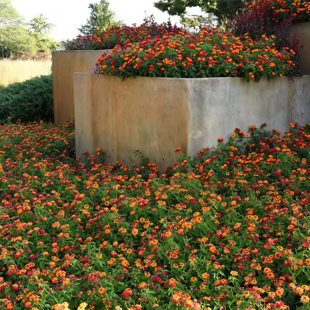 4 In. Lucky Red Bloom Lantana Plant (3-Piece)