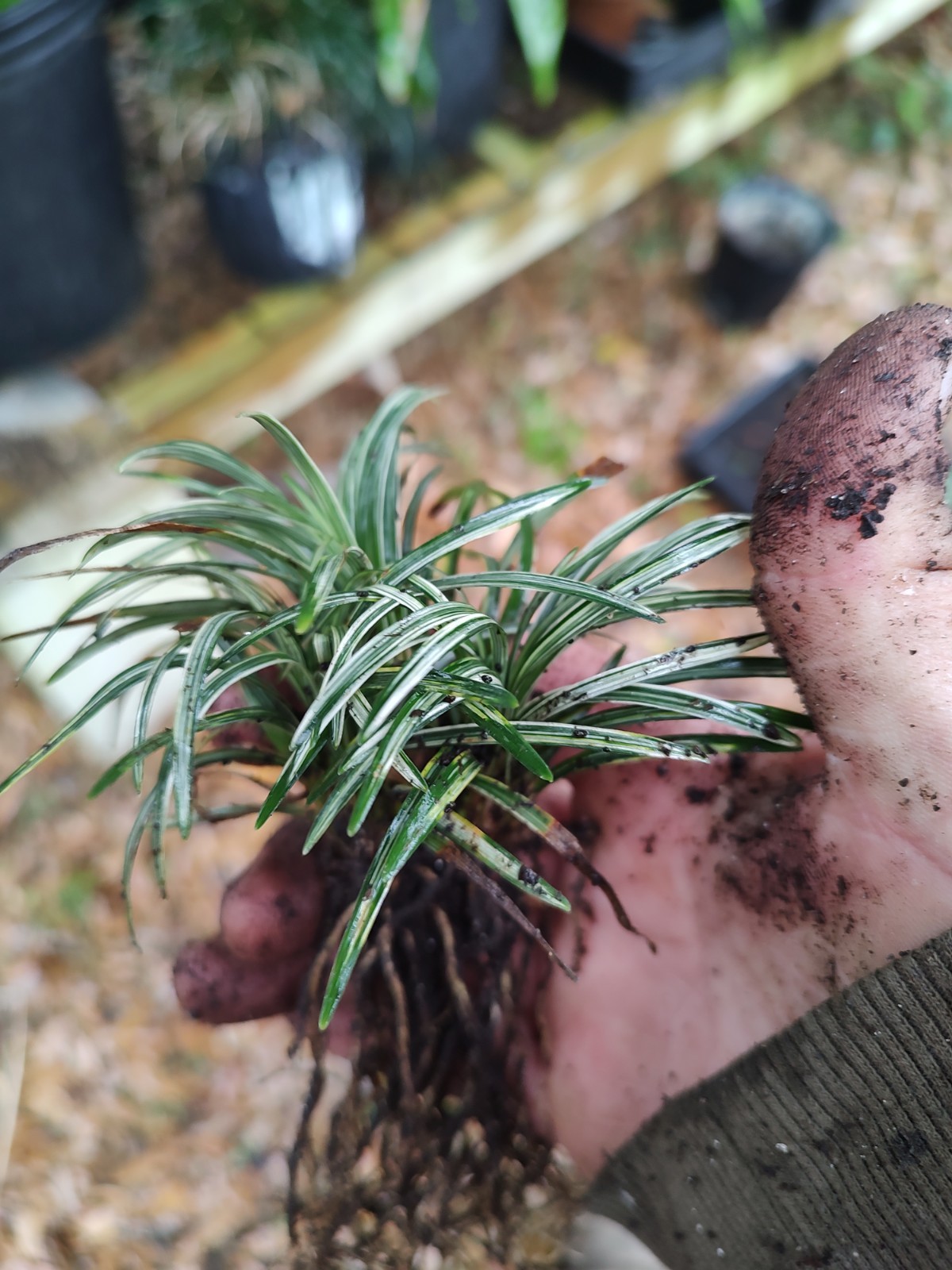 Dwarf Ophiopogon japonicum ‘Variegata’/Variegated Dwarf Mondo Grass