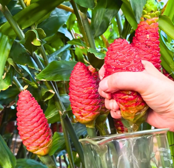 2 Live Shampoo Ginger Plants (Zingiber zerumbet) – 4-6″ Tall – No Pot