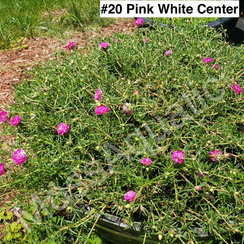 Moss Rose ( Portulaca Grandiflora ) , PinkWhite Center , 10 unrooted Cutting #20