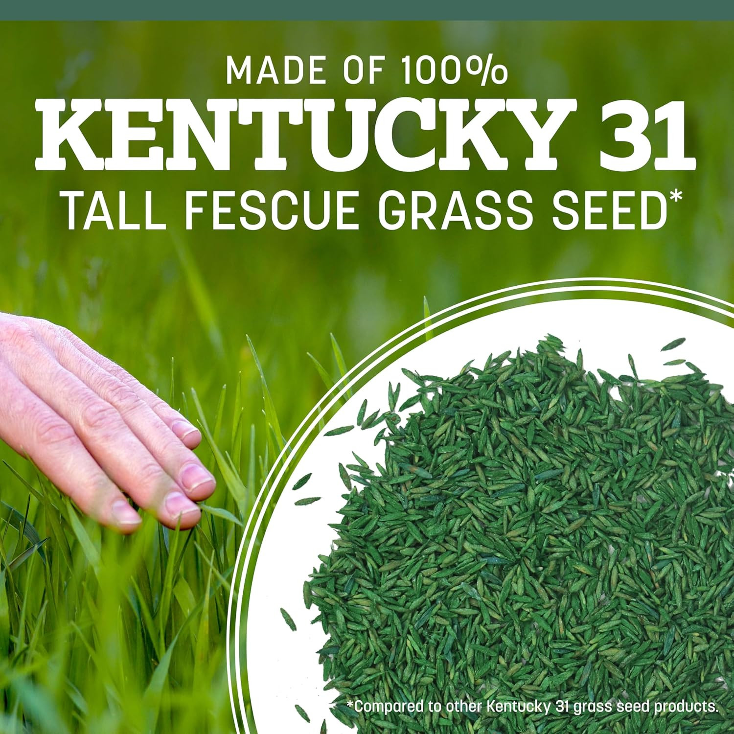 Kentucky 31 Fescue 7 LB Tall Fescue Grass Seed, Grass Seeds for Lawn