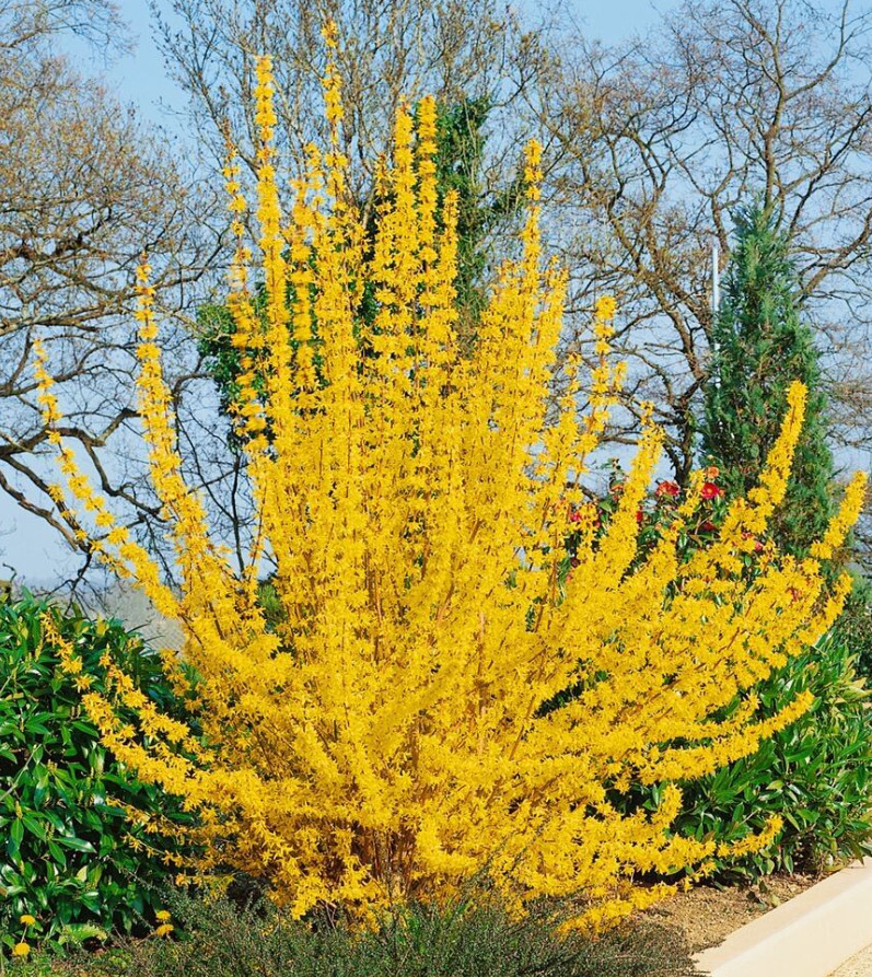 Live Lynwood Gold Forsythia Plant – 2.5” Pot – Early Spring Yellow Flower Shrub