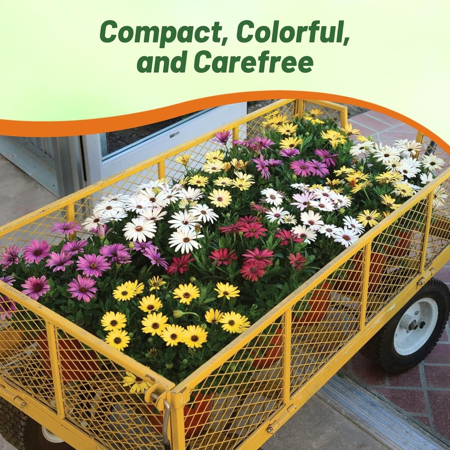 20 Seeds Drought Tolerant Osteospermum African Daisy Grand Canyon Garden