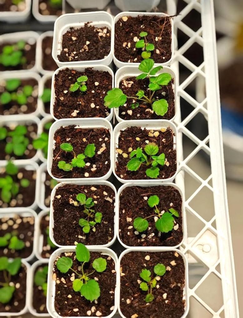250PCS Alpine Strawberry Fast Growing Wild Strawberry Fragaria Vesca Seeds Heirl